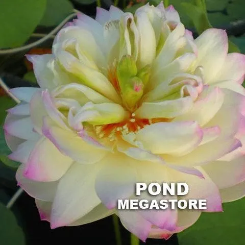 Green in Pink Layers Lotus <br> Dwarf / Full, cup shaped blooms!