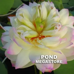 Green in Pink Layers Lotus <br> Dwarf / Full, cup shaped blooms!