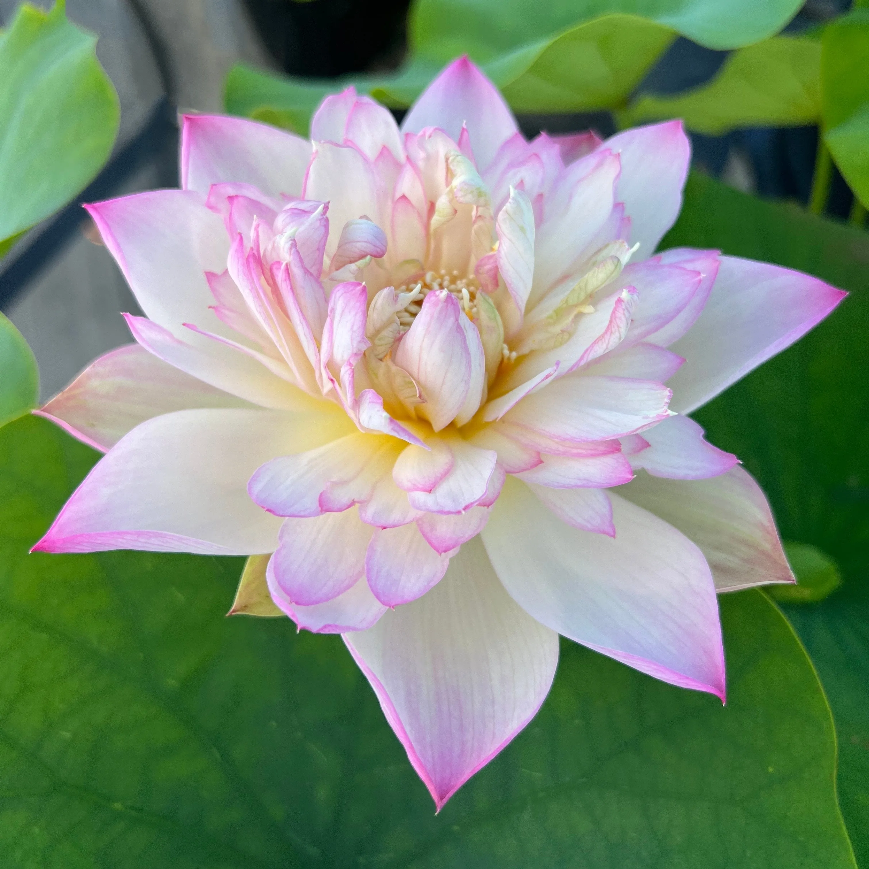 Green in Pink Layers Lotus <br> Dwarf / Full, cup shaped blooms!