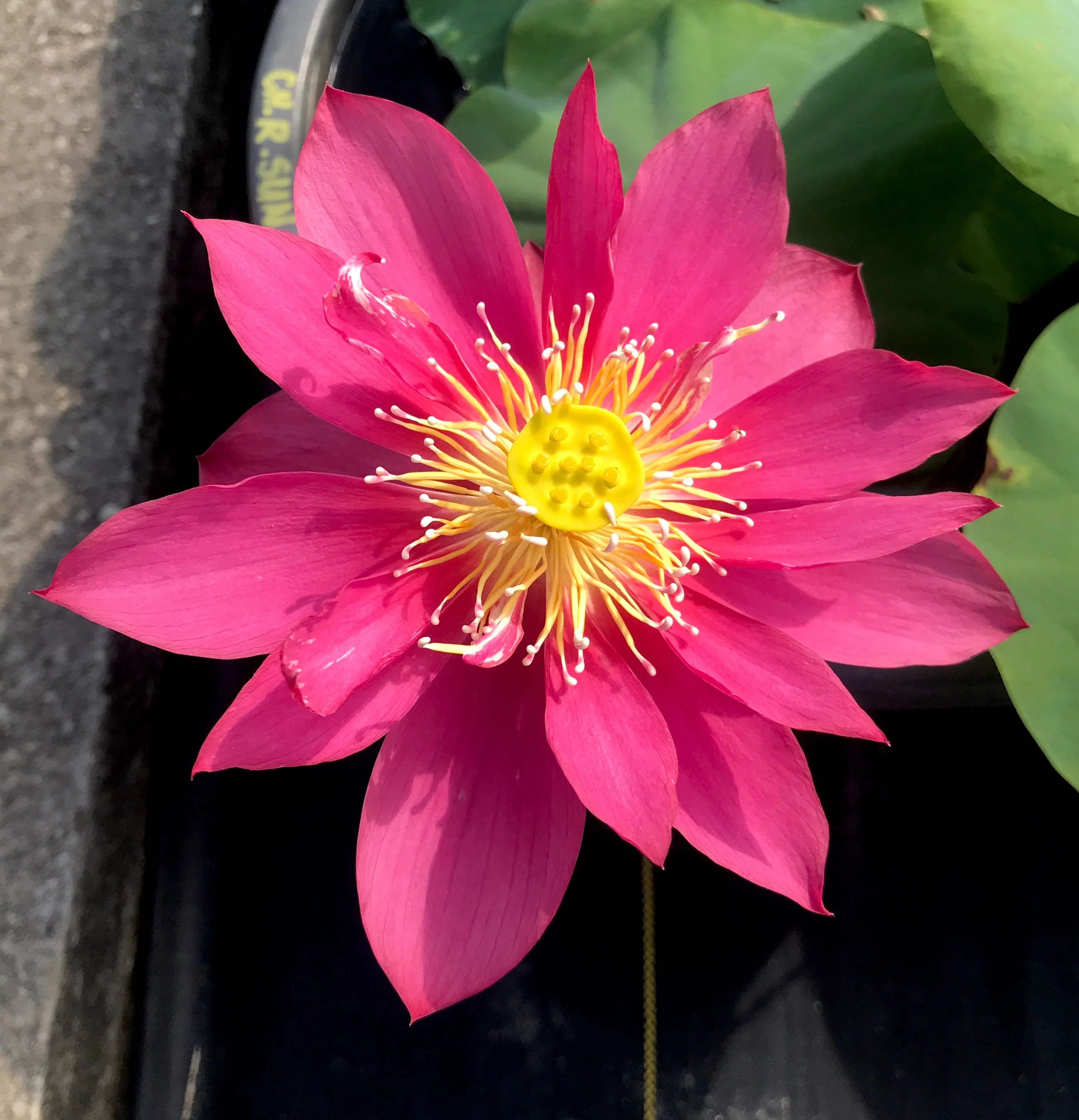 Red Light 15 Lotus <br>   Attention getting RED!