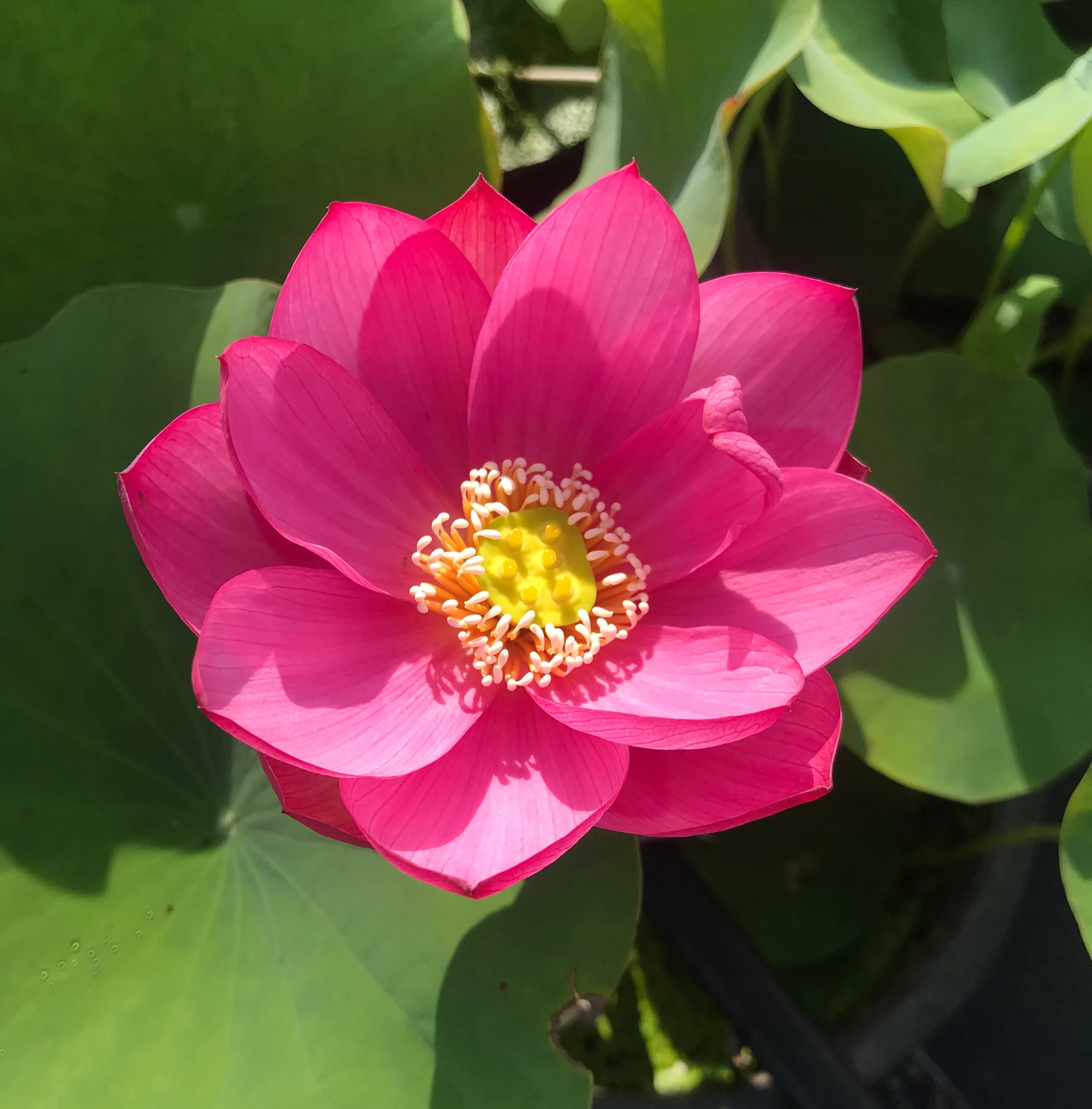 Red Light 15 Lotus <br>   Attention getting RED!