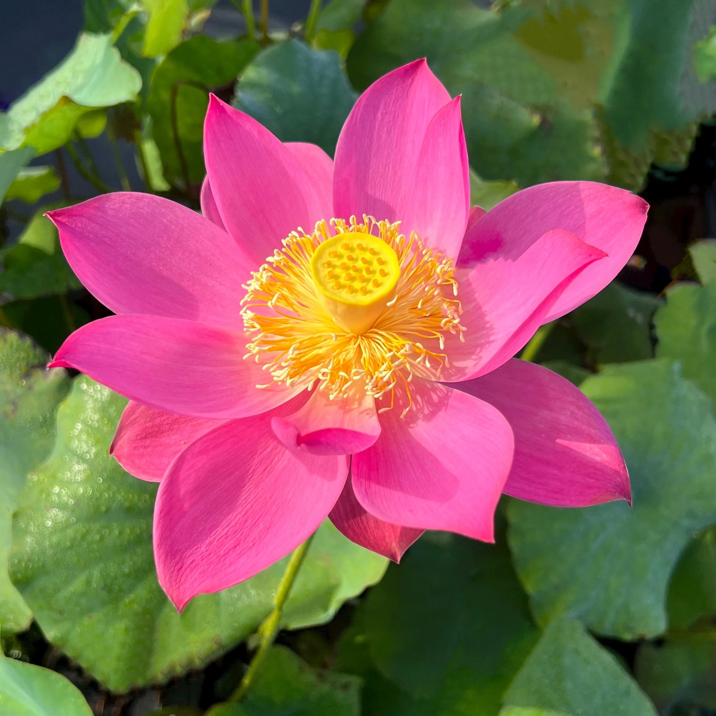 Red Light 15 Lotus <br>   Attention getting RED!
