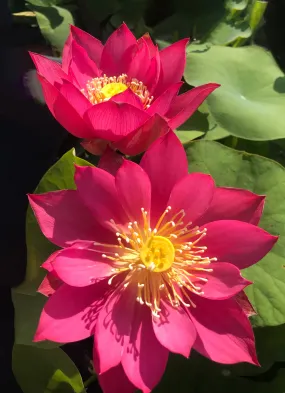 Red Light 15 Lotus <br>   Attention getting RED!