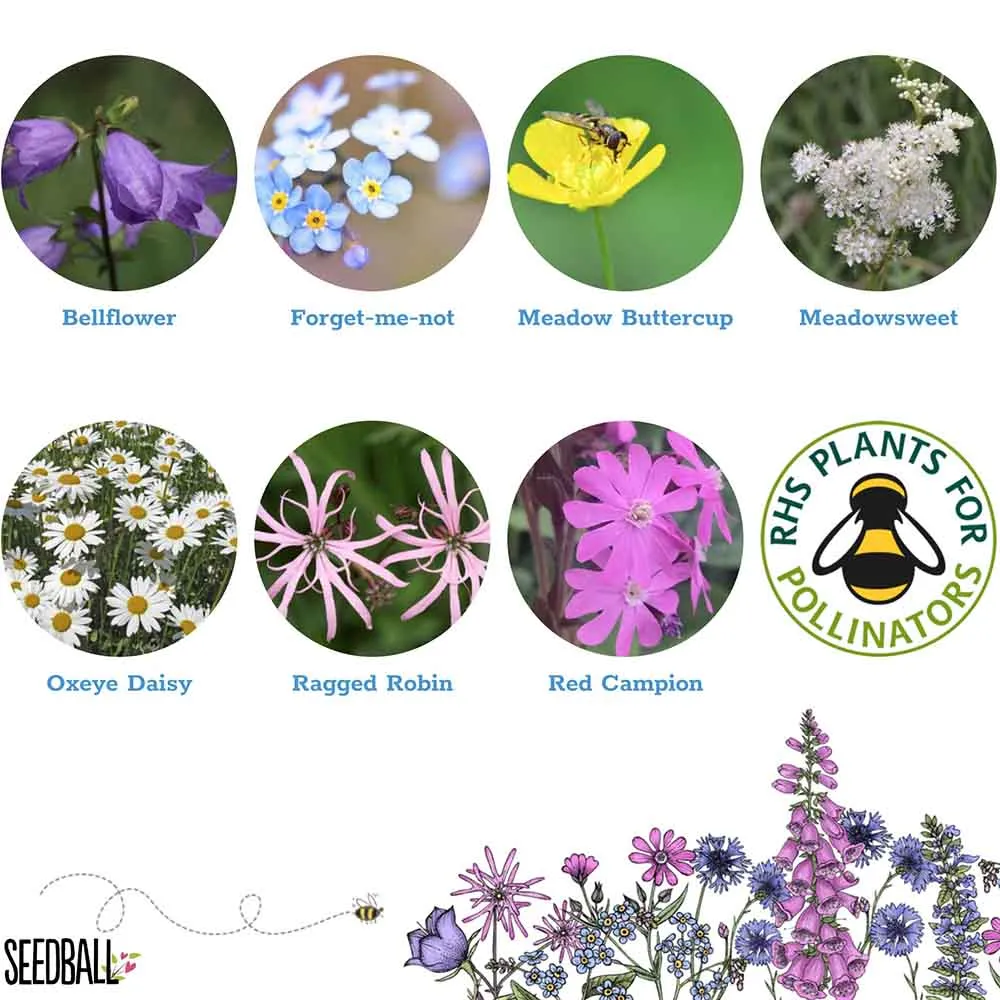 Seedball Wildflower Grab Bag - Shade Mix