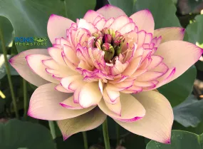 Xin Jin Xia Lotus  <br>❤️ Zac's Top 10 Selection