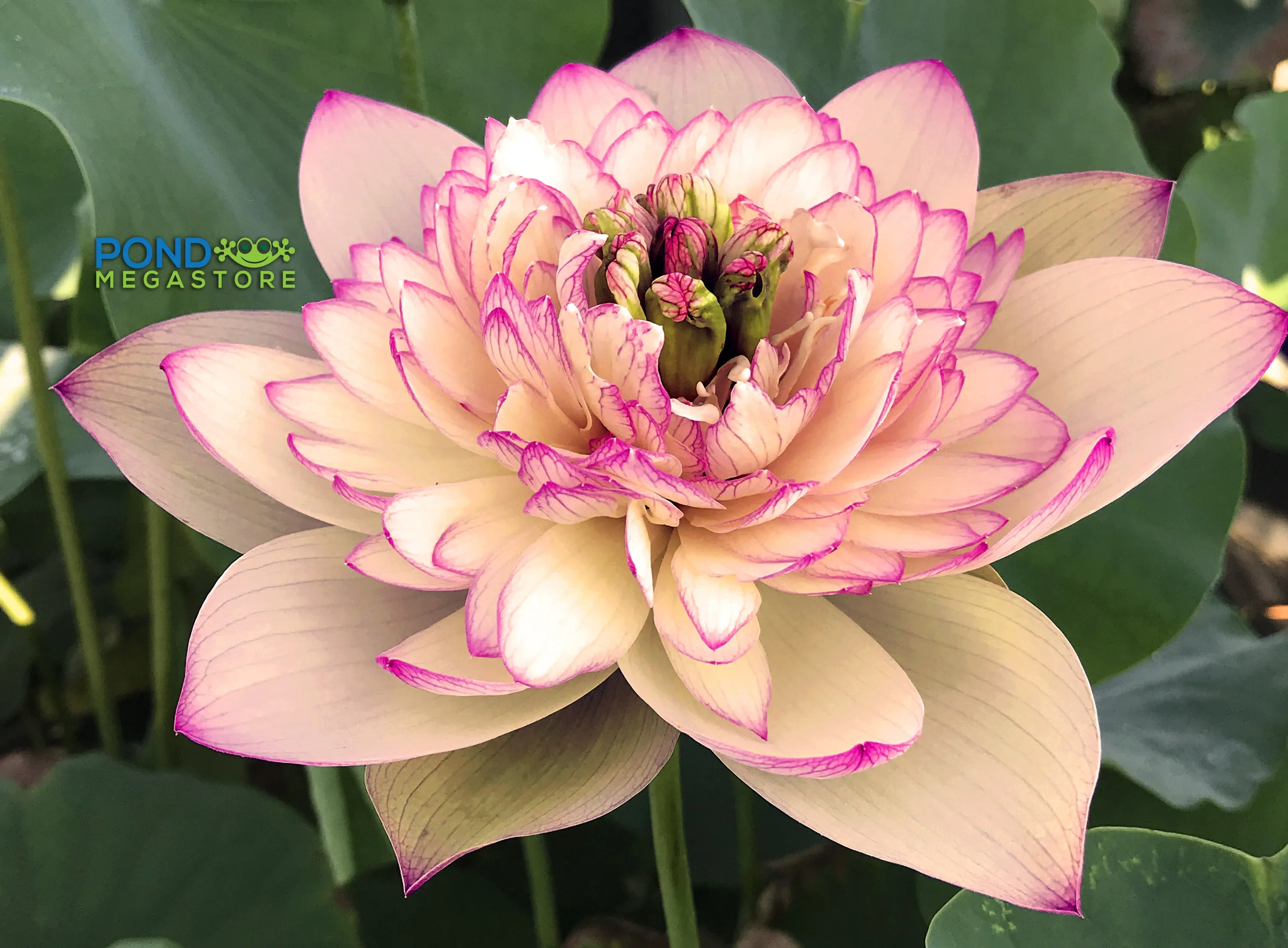 Xin Jin Xia Lotus  <br>❤️ Zac's Top 10 Selection